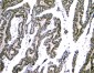 Anti-NFIA Antibody Picoband™ (monoclonal, 16H11)